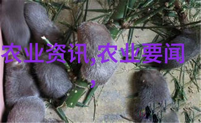 晚熟好吃耐储存 山农酥梨有望成为梨中红富士